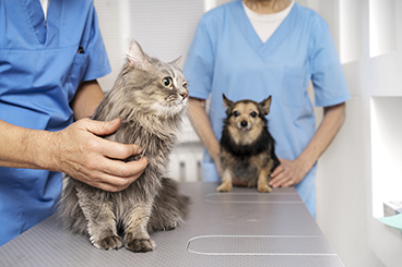 Chat et chien soins chez le vétérinaire