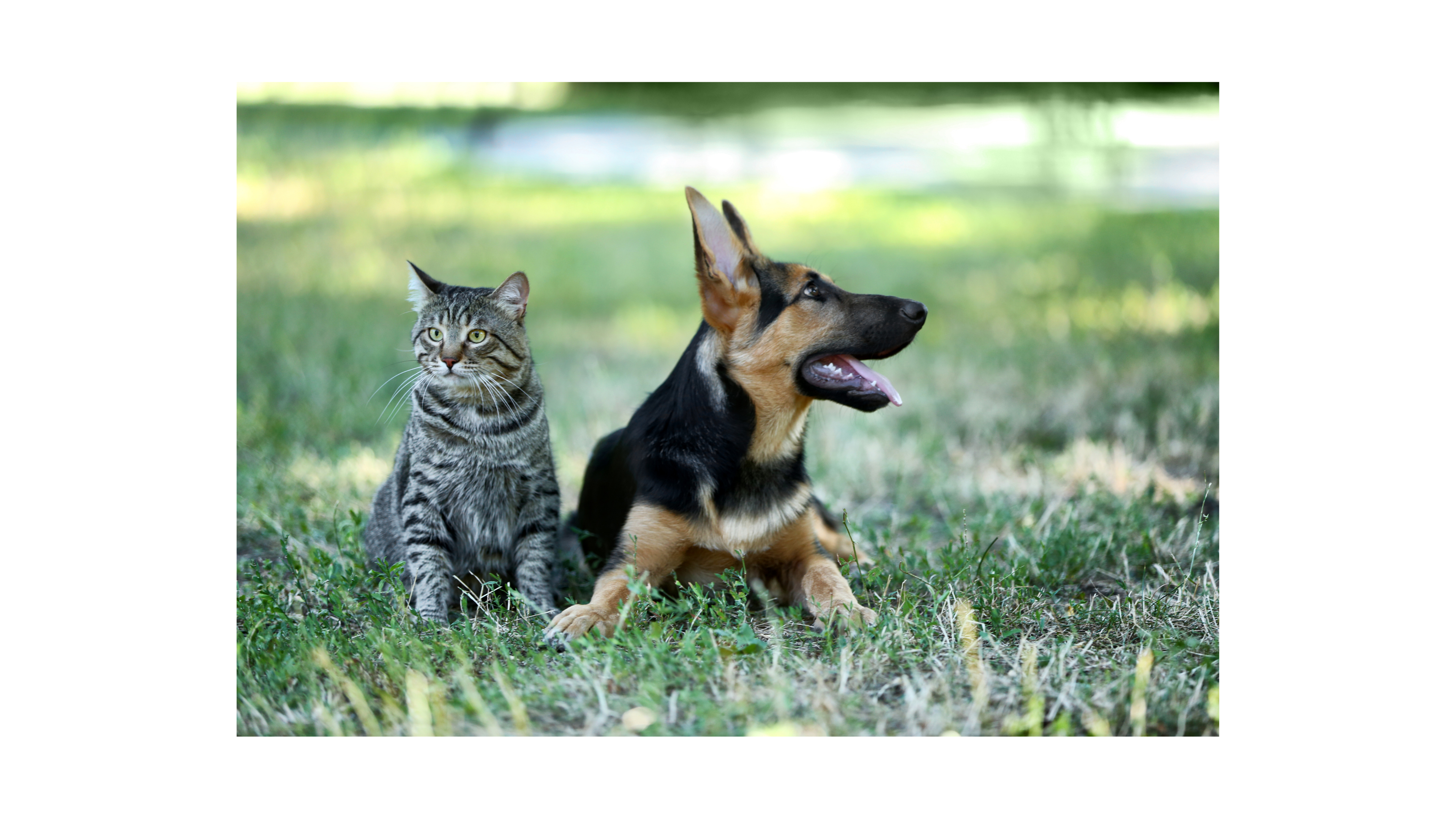 chat-et-chien
